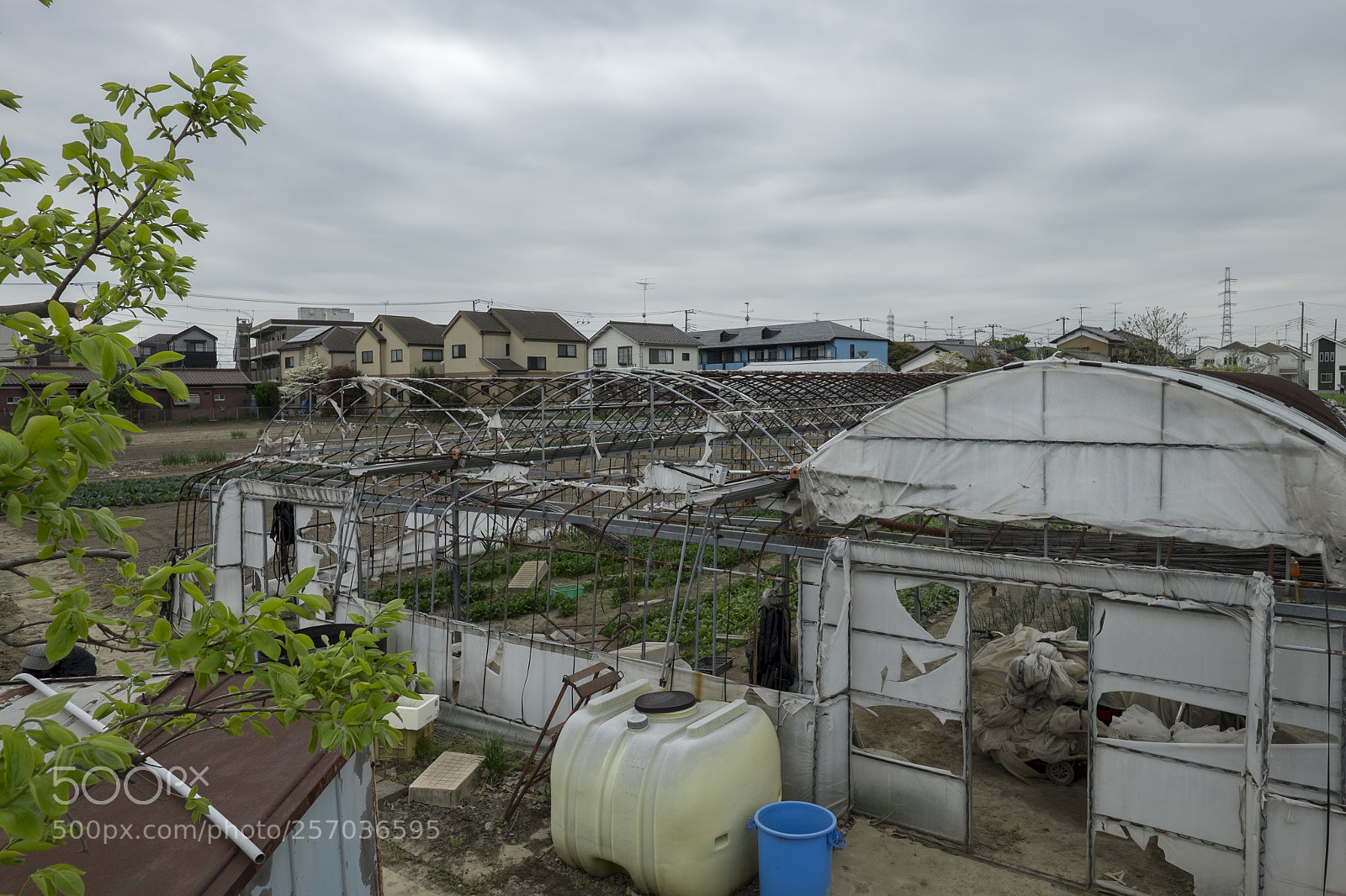 Fujifilm X-T1 sample photo. Tokyo.世田谷区宇奈根　町田橋近くの農園 photography