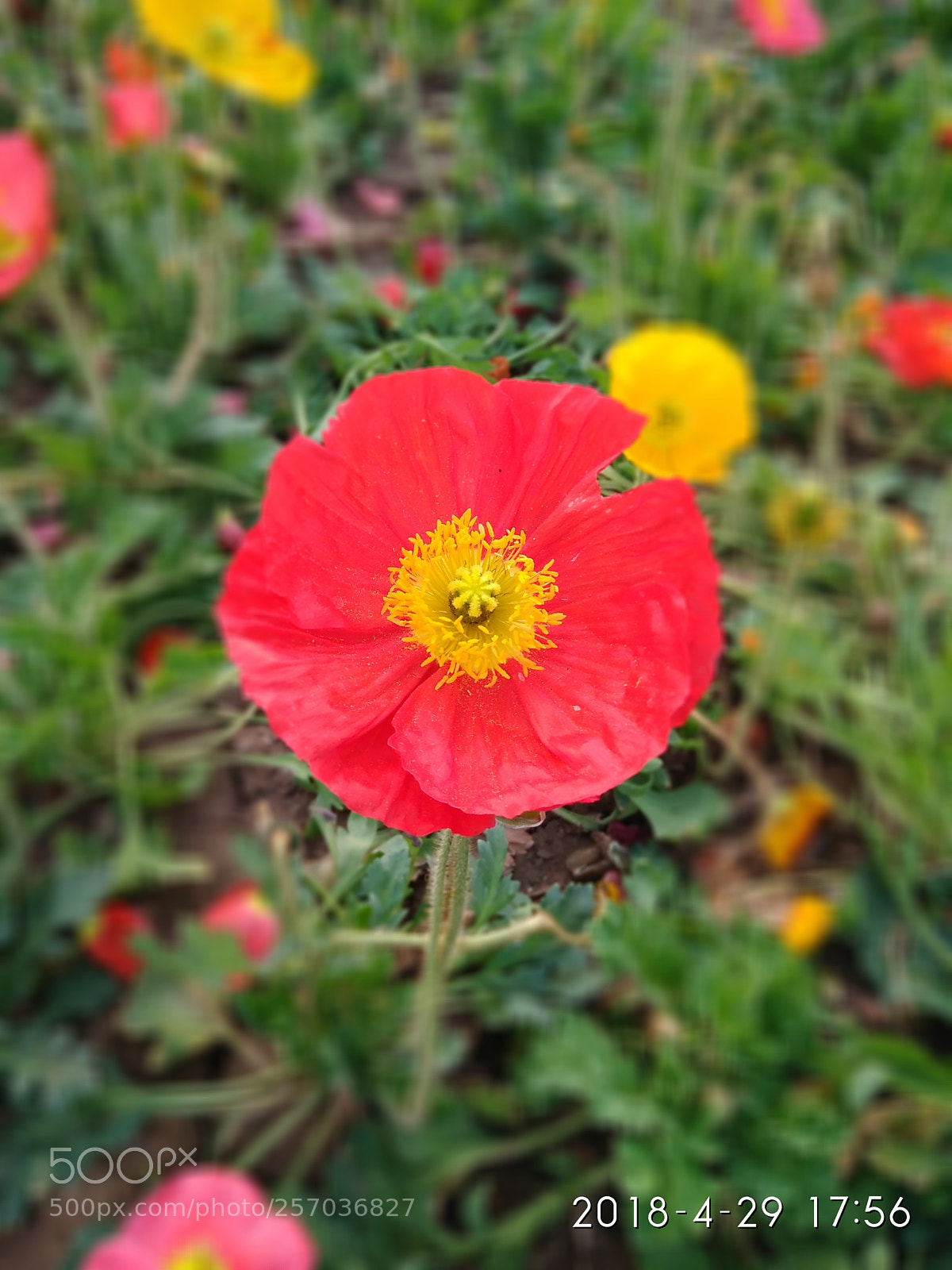 Xiaomi Redmi 4 Pro sample photo. Flower photography