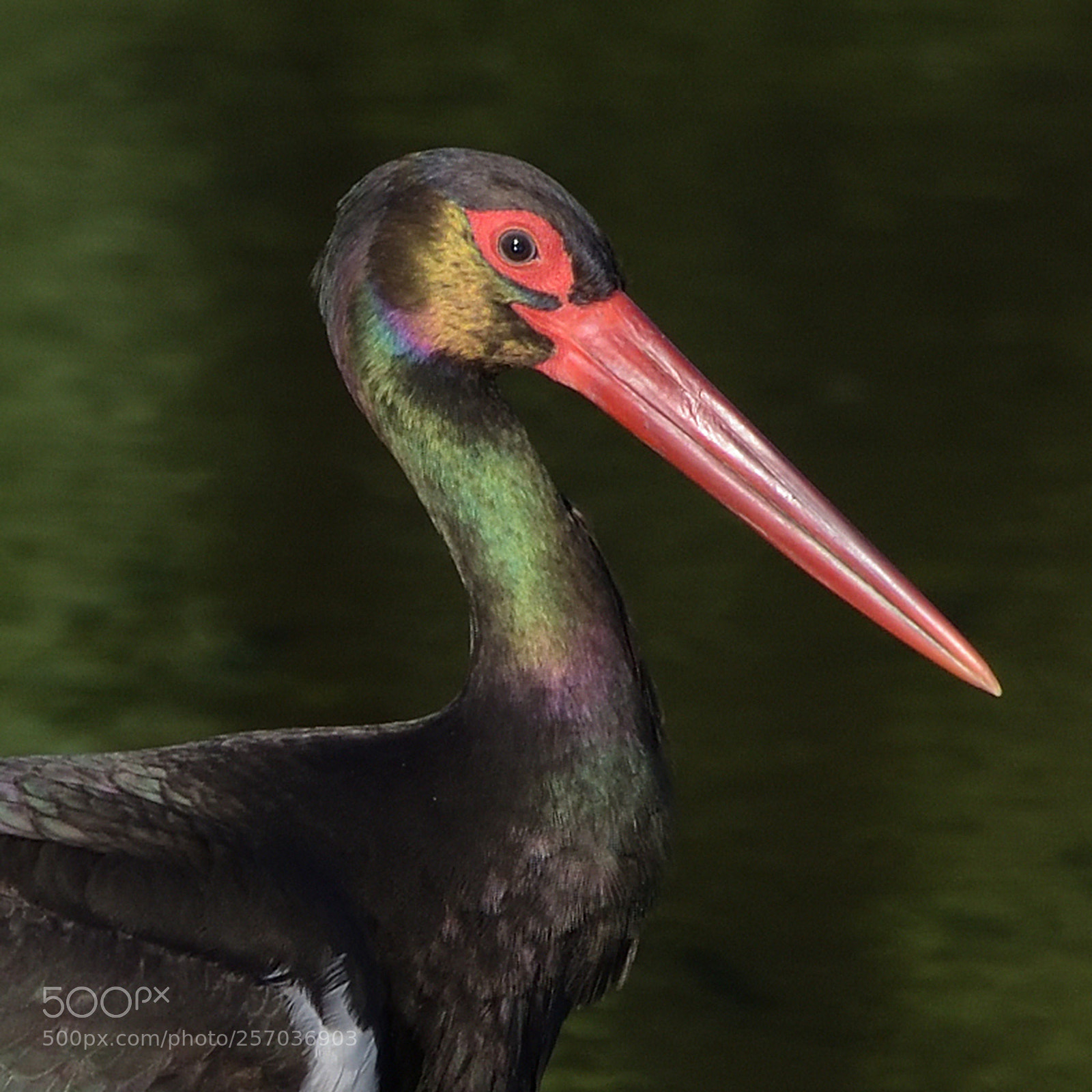 Nikon D750 sample photo. Black stork (ciconia nigra) photography