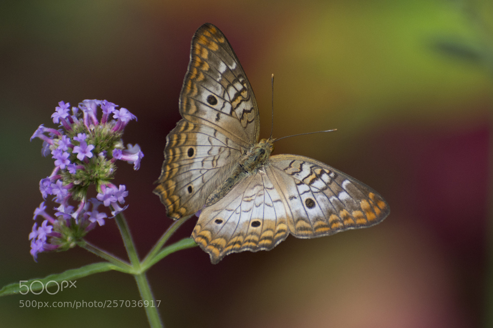 Nikon D7200 sample photo. Butterfly 2018-20 photography