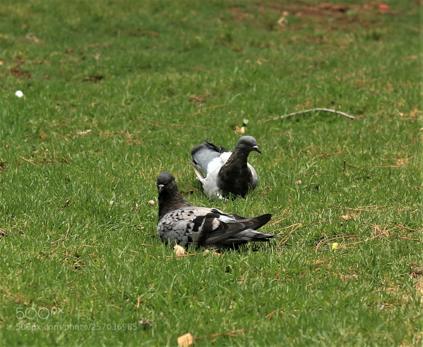 Canon EOS 700D (EOS Rebel T5i / EOS Kiss X7i) sample photo. Pigeons on grass photography