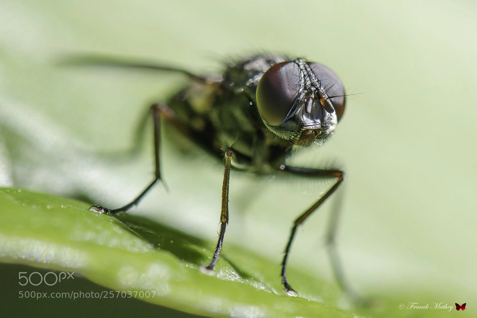 Nikon D850 sample photo. Blowfly. photography