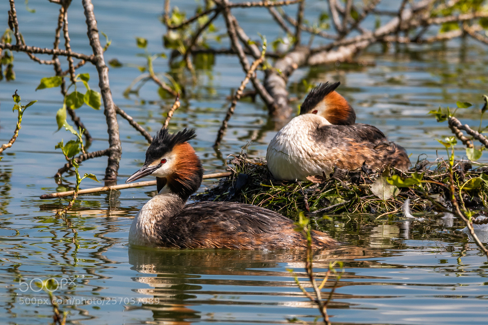 Nikon D500 sample photo. Great crested grebe photography