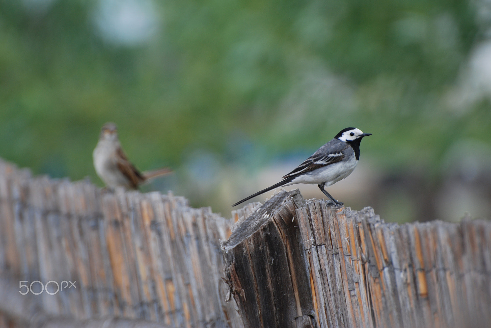 Nikon D80 sample photo. Birds in delta photography