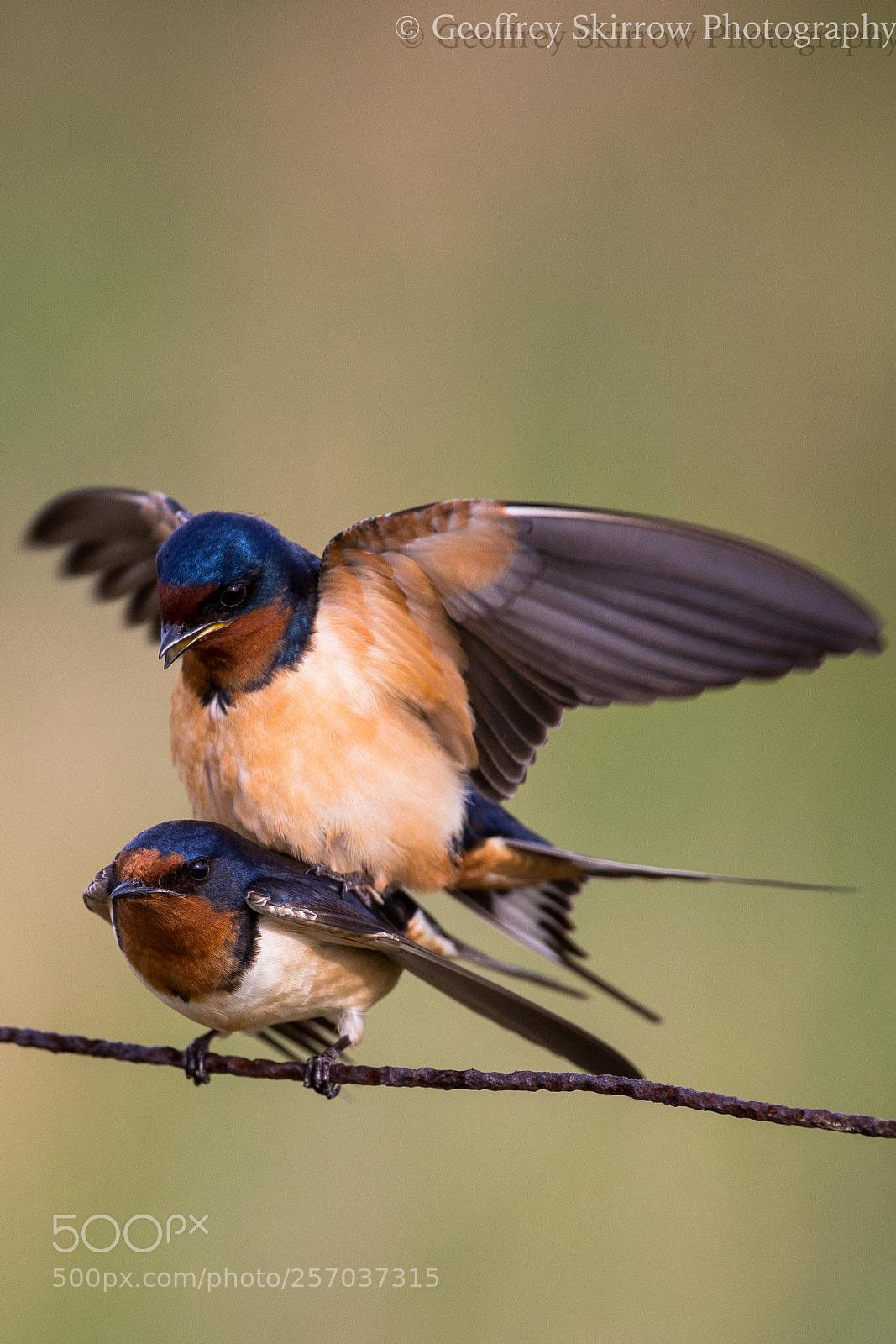Canon EOS 6D sample photo. More barn swallows photography