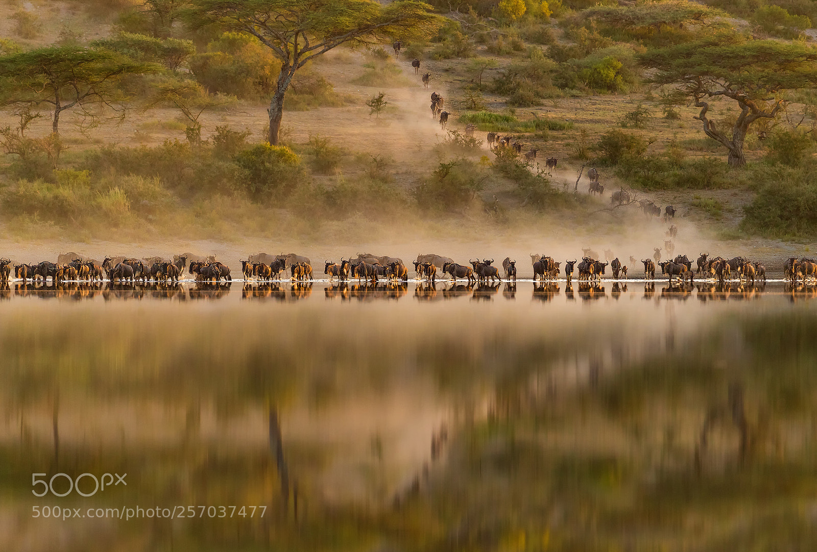 Canon EOS-1D X Mark II sample photo. The big migration photography