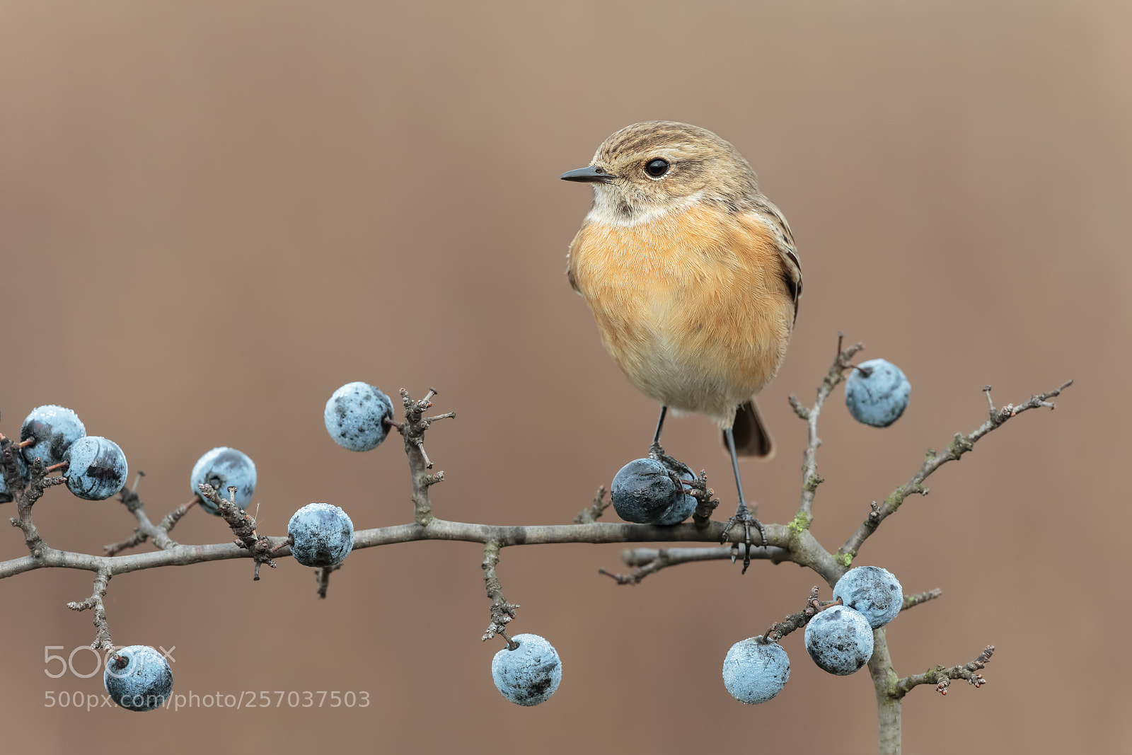 Canon EOS-1D X sample photo. Stonechat female photography