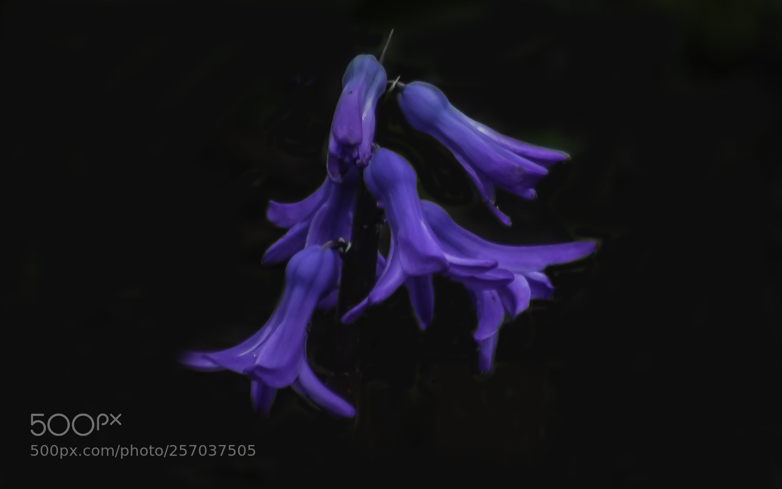 Nikon D3400 sample photo. Blue bells photography