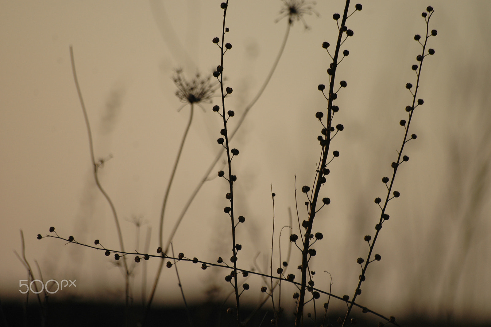 Sigma 70-300mm F4-5.6 APO Macro Super II sample photo. Autum poem photography