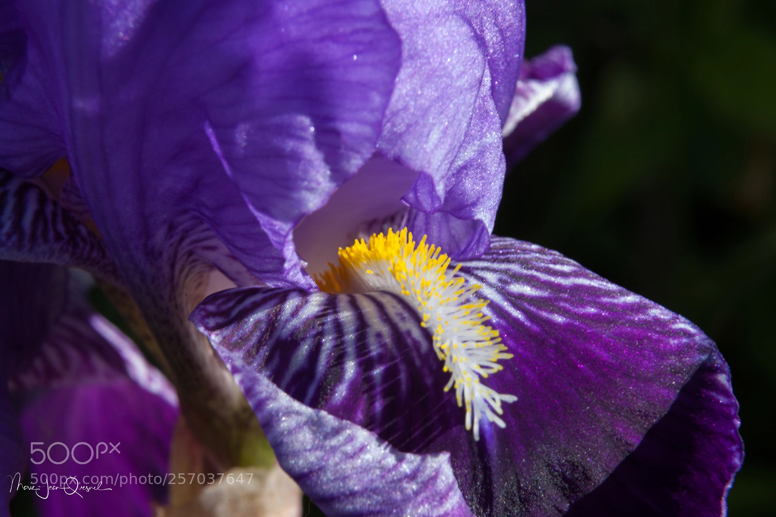 Canon EOS 5D Mark II sample photo. Iris, bouche ouverte... photography