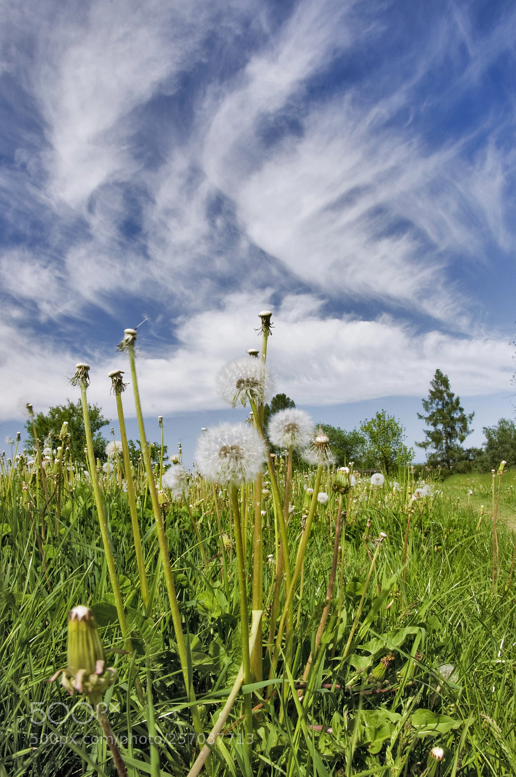 Nikon D90 sample photo. Landscape with dandelions photography