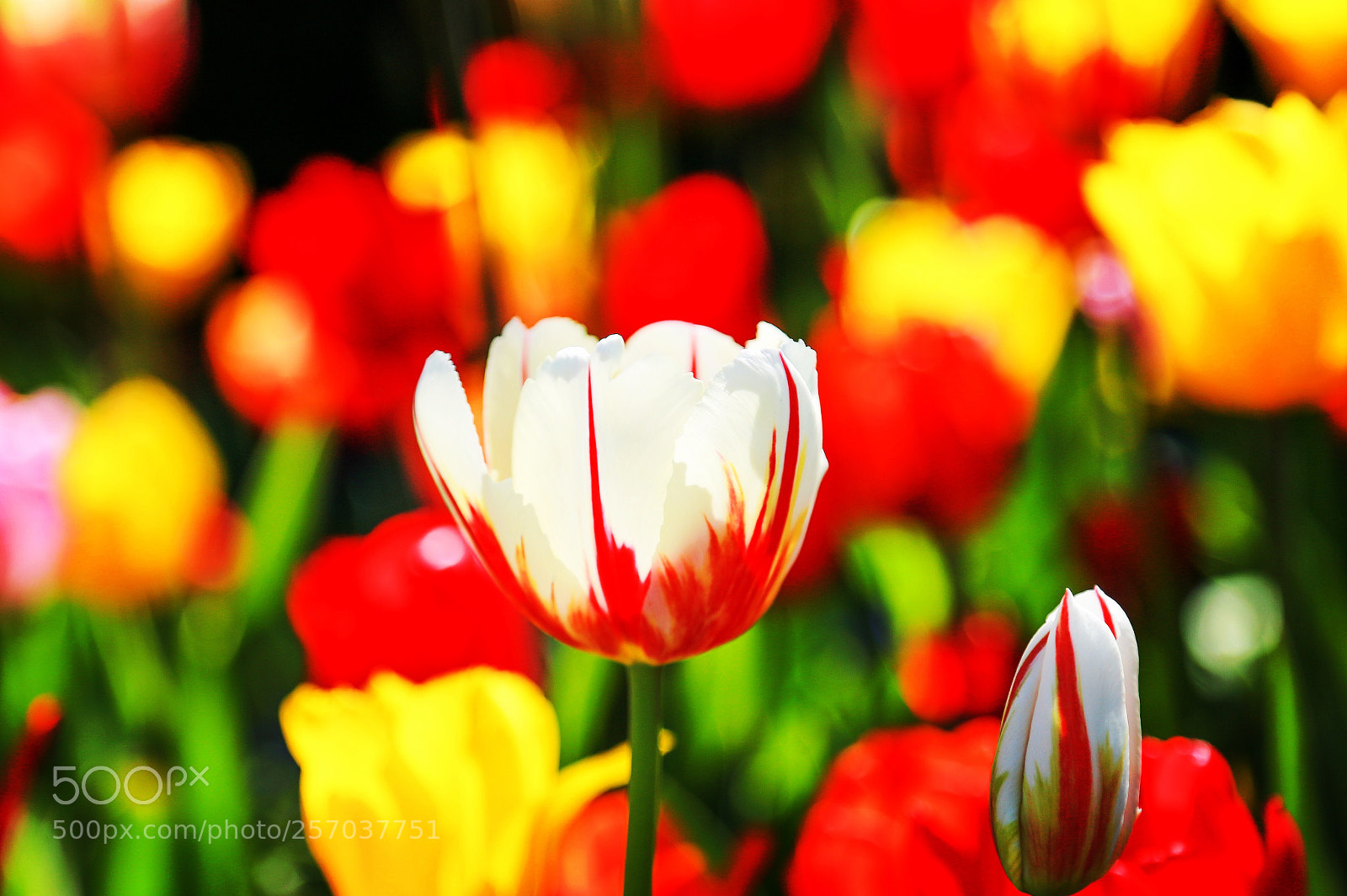 Canon EOS 6D sample photo. Blooming photography