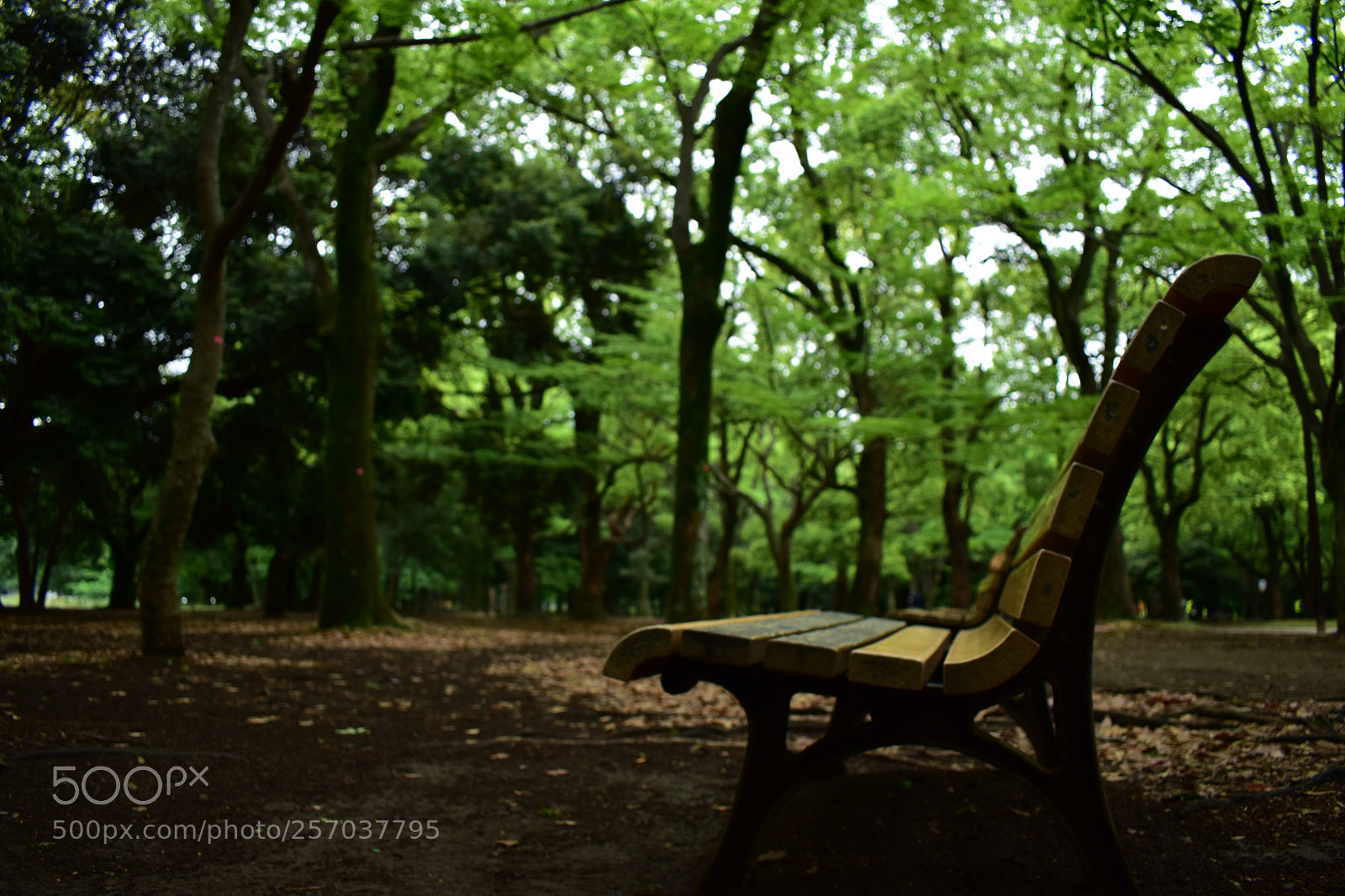Nikon D5600 sample photo. Park photography