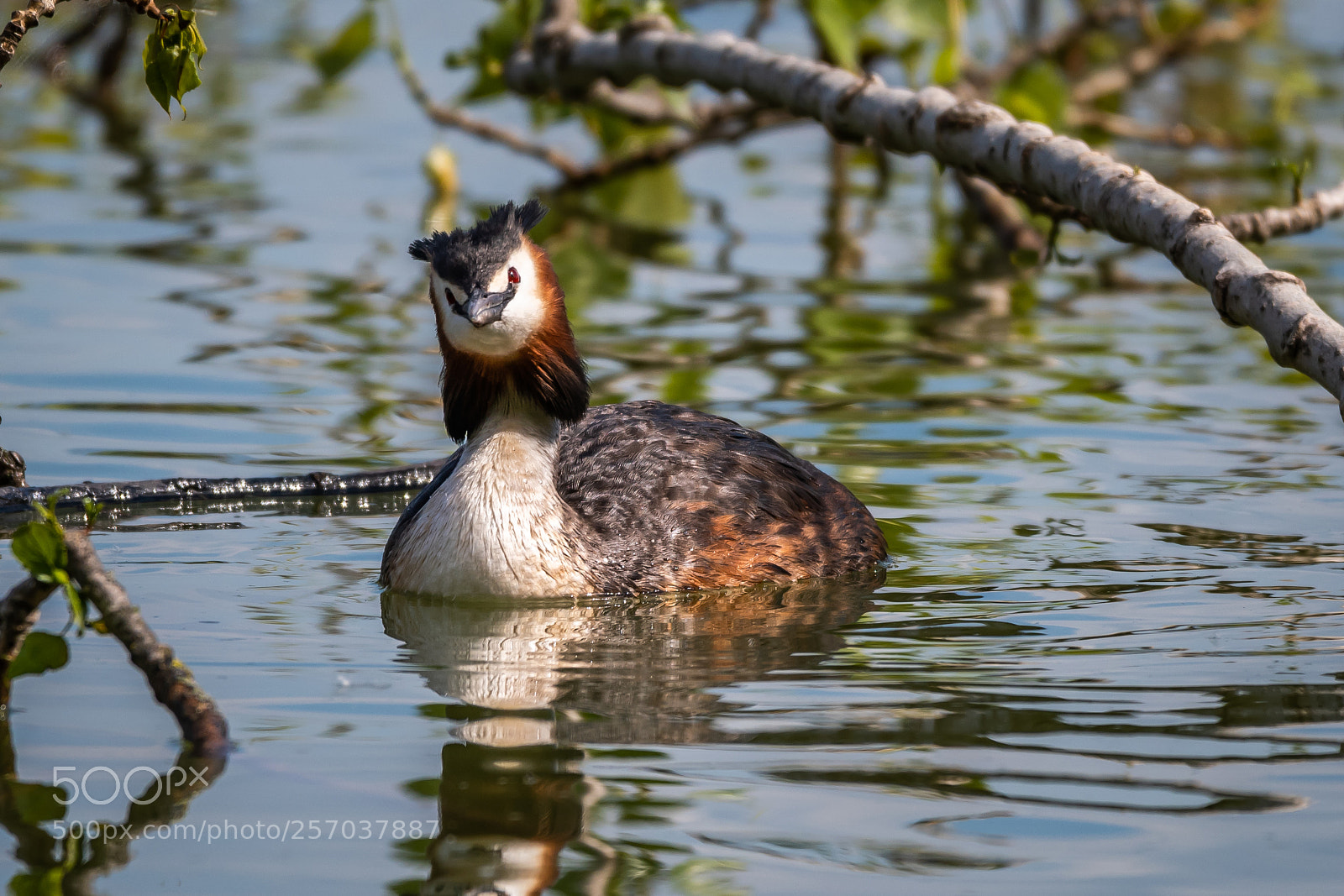 Nikon D500 sample photo. Great crested grebe photography