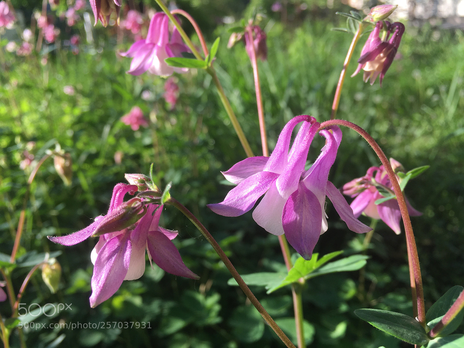 Apple iPhone SE sample photo. Pink photography
