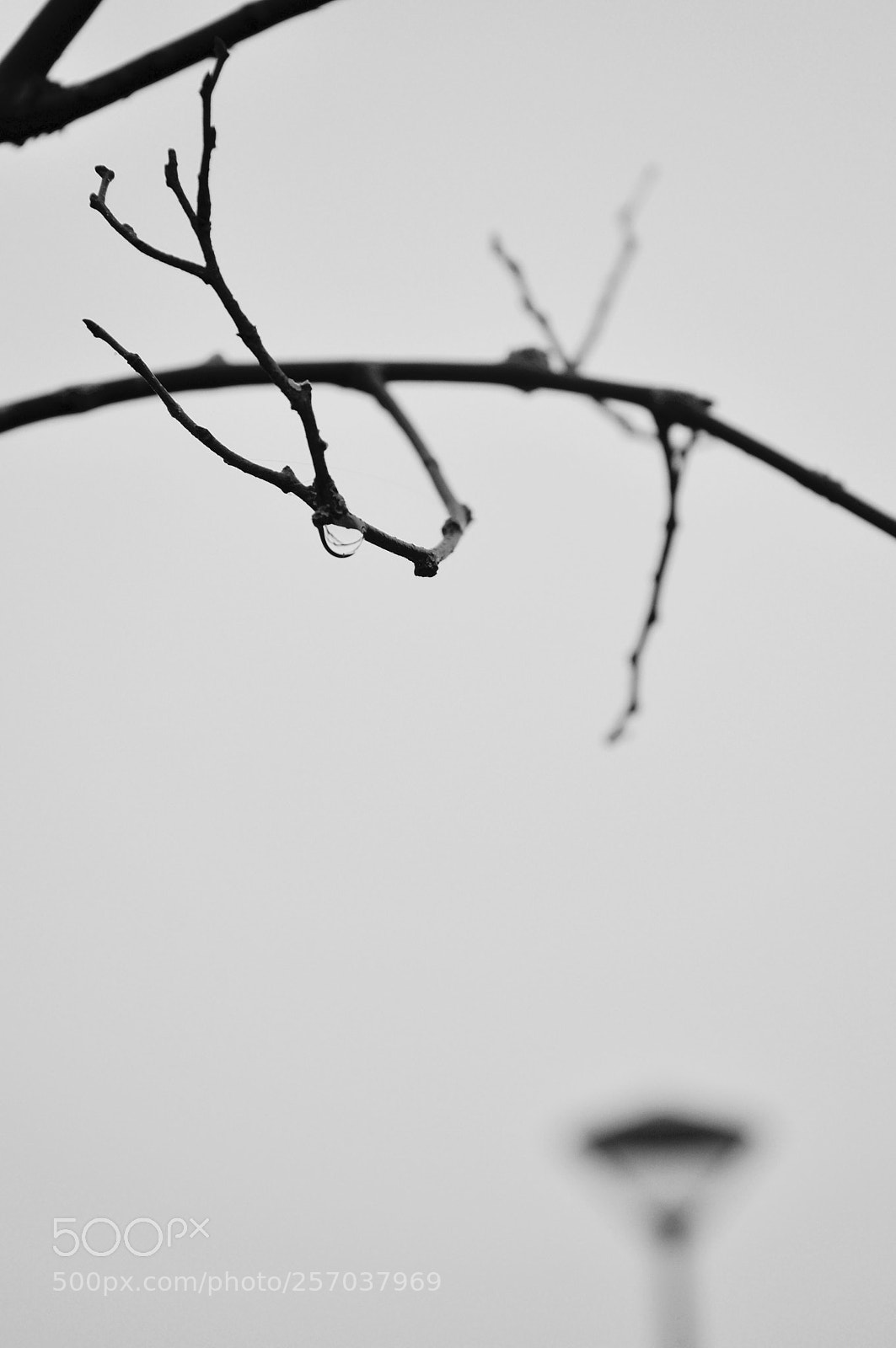 Nikon D90 sample photo. The winter photography