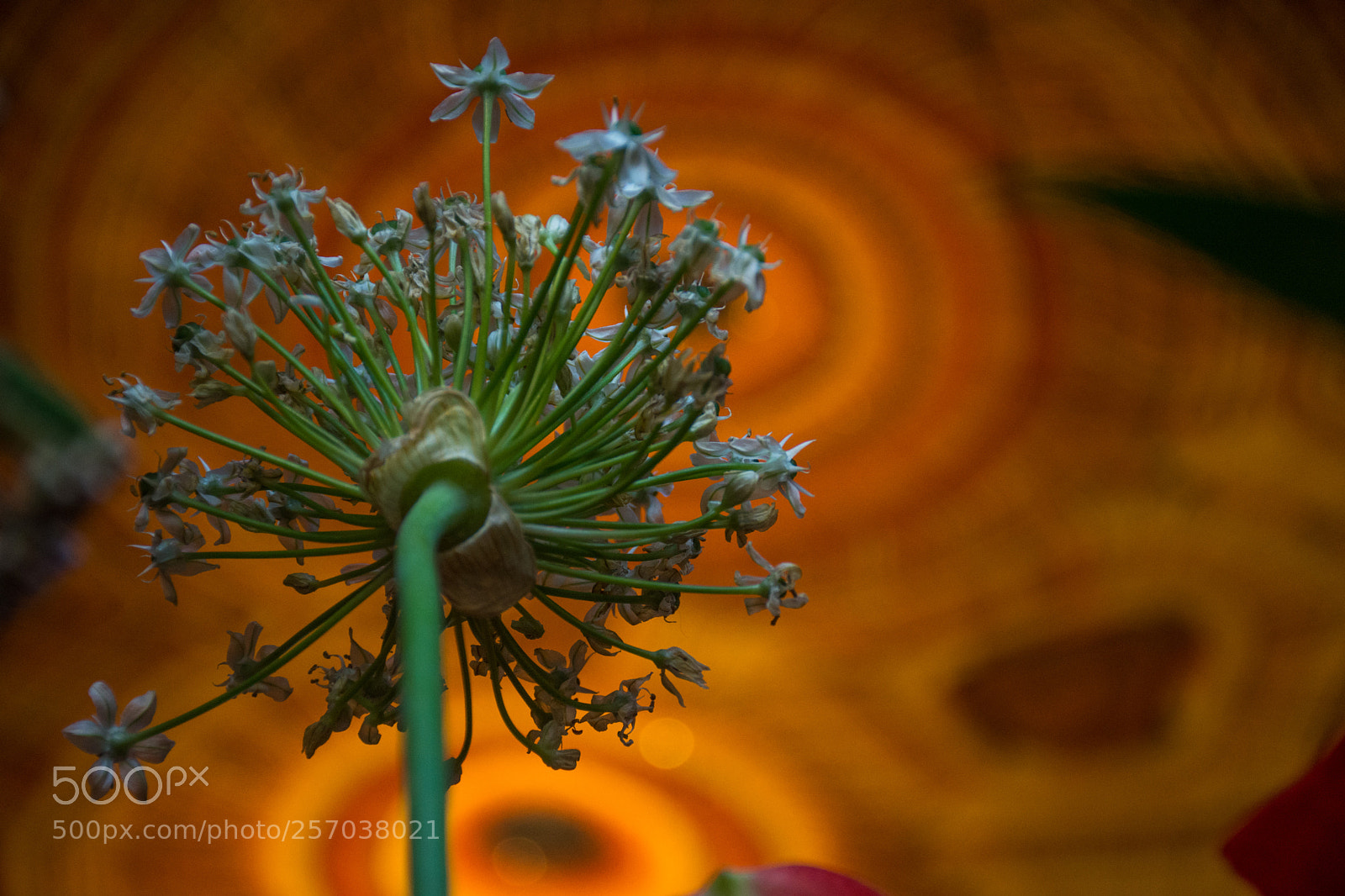 Nikon D7200 sample photo. An abstract flower with photography