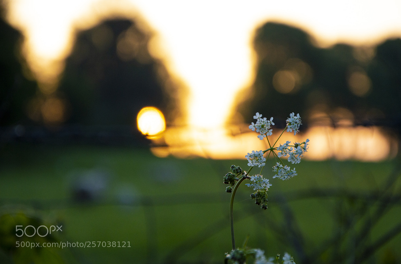 Nikon D3200 sample photo. Early morning flower photography