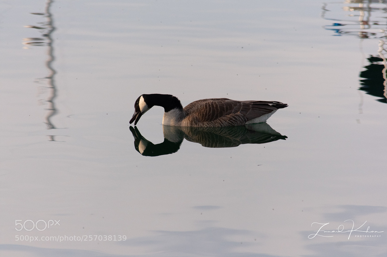 Nikon D3400 sample photo. Goose reflection  photography