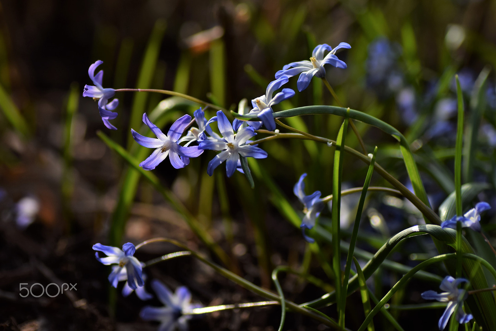 Nikon D3300 sample photo. Chionodoxa photography