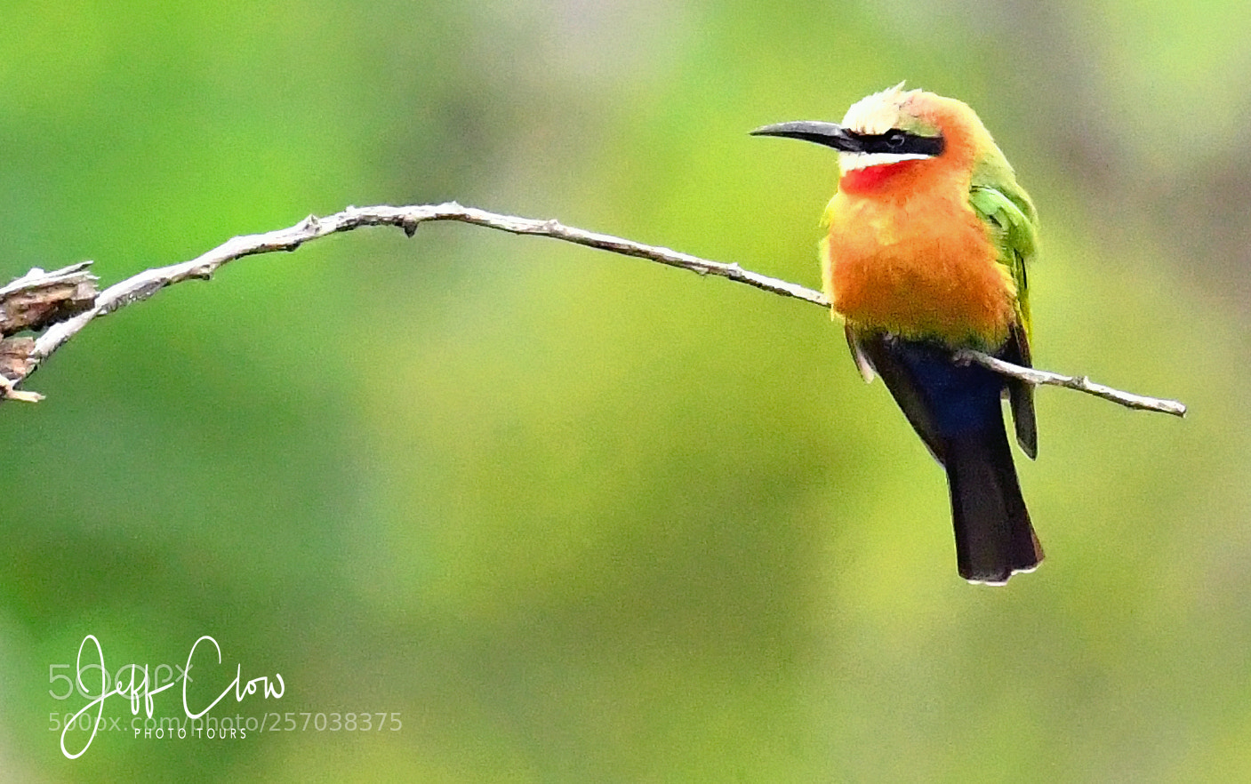 Nikon D500 sample photo. Long distance bee eater photography