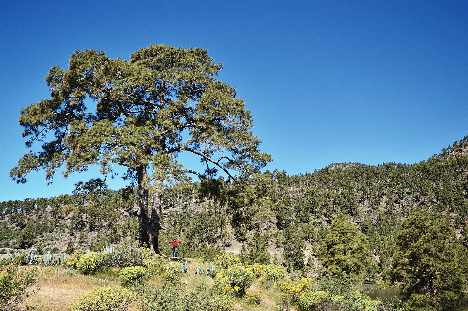 Nikon D3200 + Sigma 10-20mm F4-5.6 EX DC HSM sample photo. Cassandra tree photography