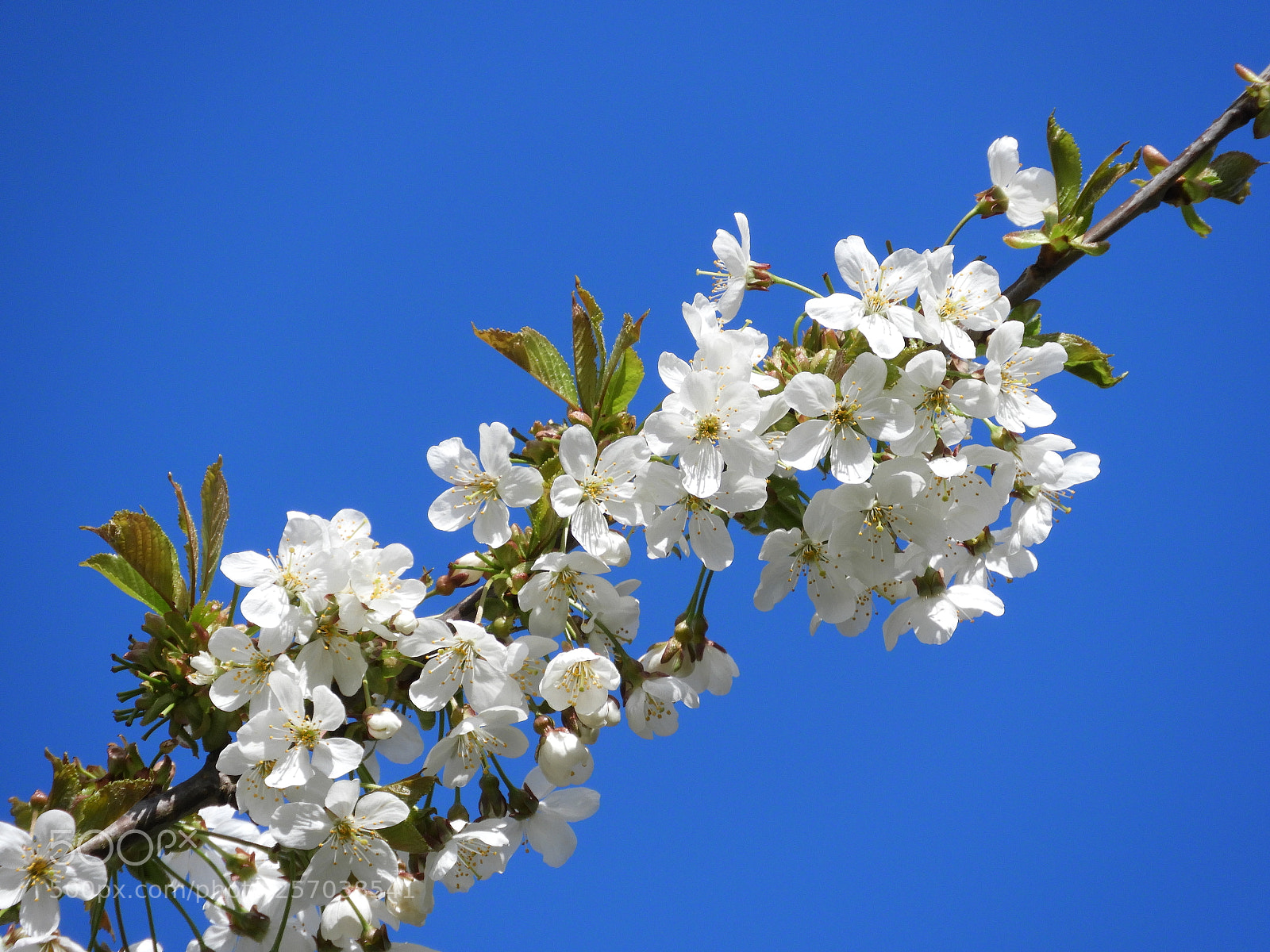 Nikon Coolpix B700 sample photo. Beautiful white blossoms on photography