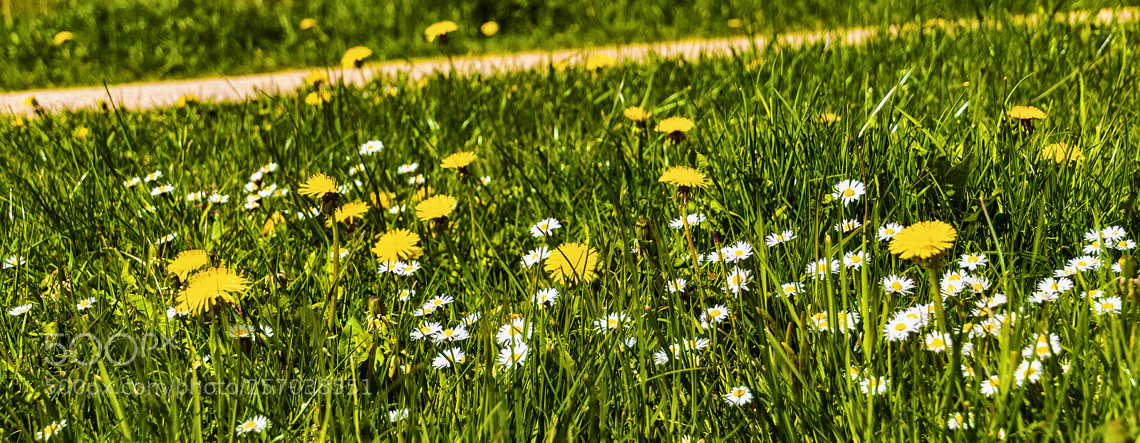 Sony ILCA-77M2 sample photo. Meadow with dandelions and photography