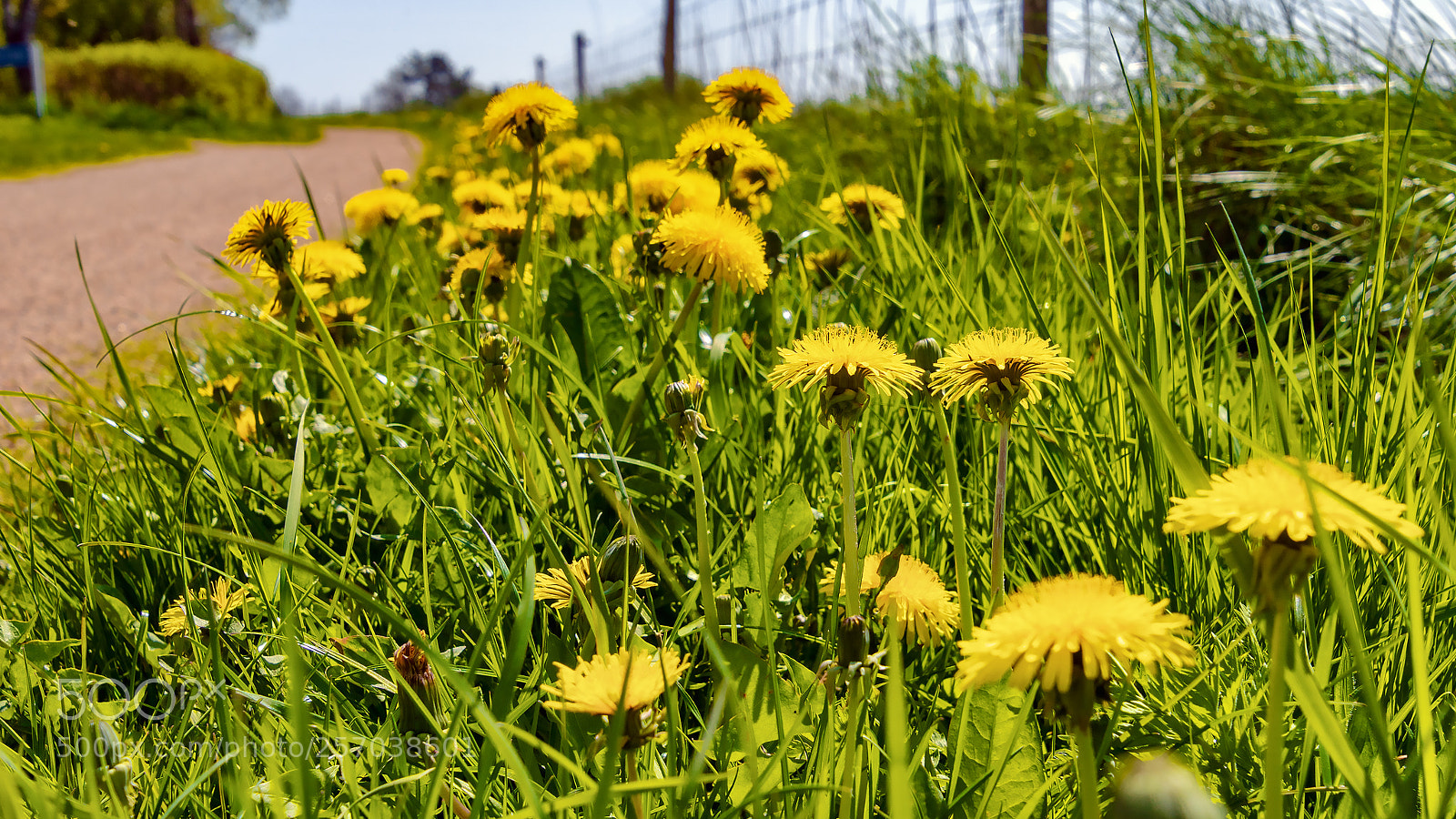 Sony ILCA-77M2 sample photo. Dandelions photography