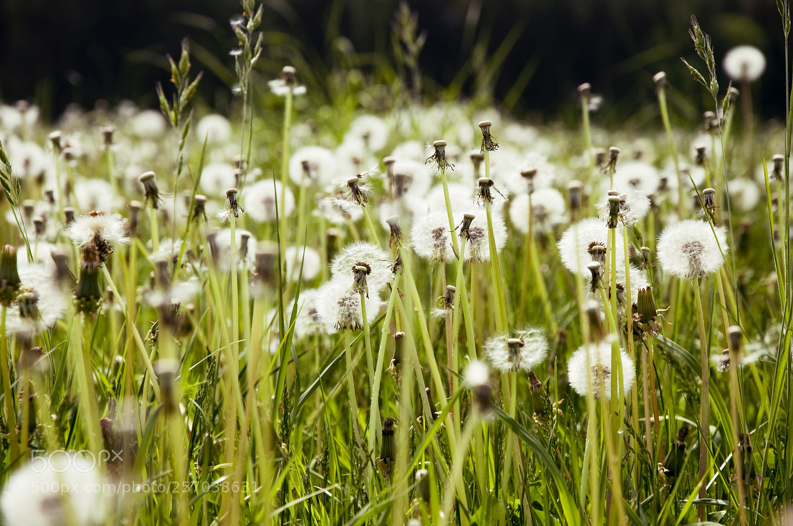 Nikon D90 sample photo. Dandelions photography
