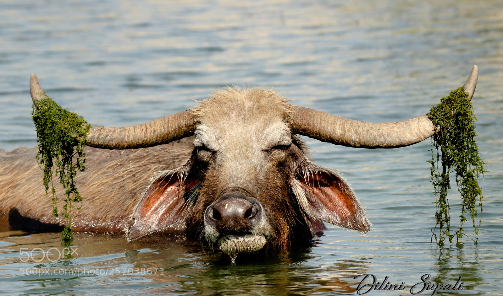 Canon EOS 80D sample photo. Water buffalo photography