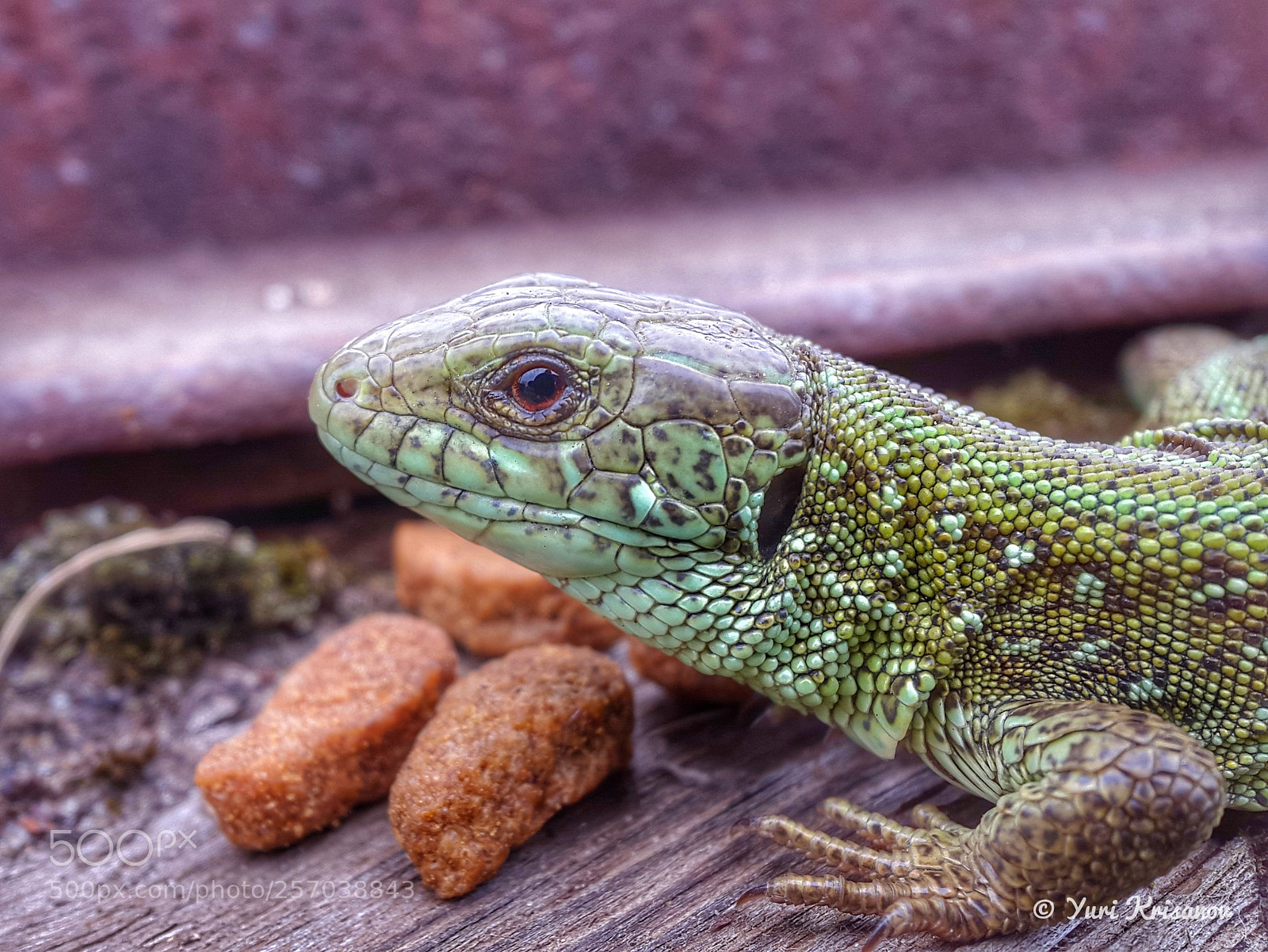 Samsung Galaxy Alpha sample photo. Lizard and kitekat photography
