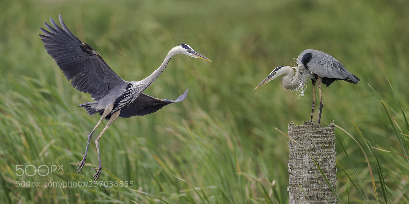 Nikon D850 sample photo. Two herons, one perch... photography