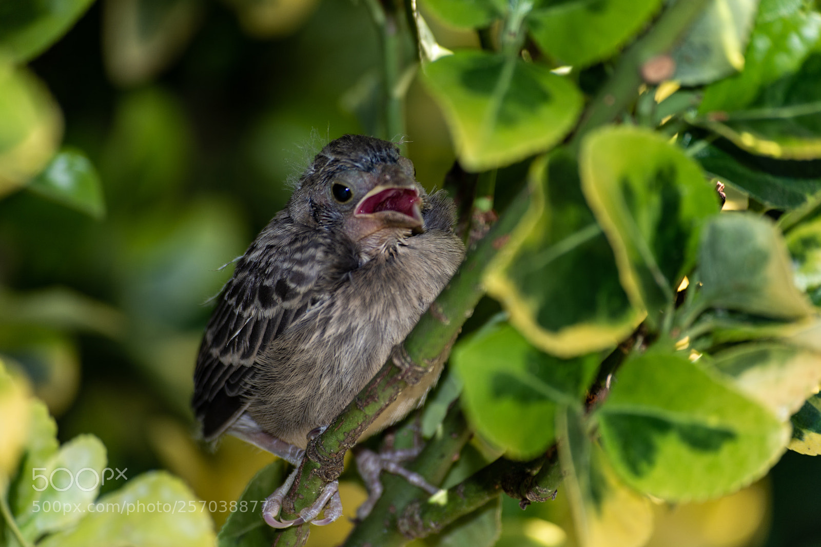 Nikon D7200 sample photo. Baby sparrow photography