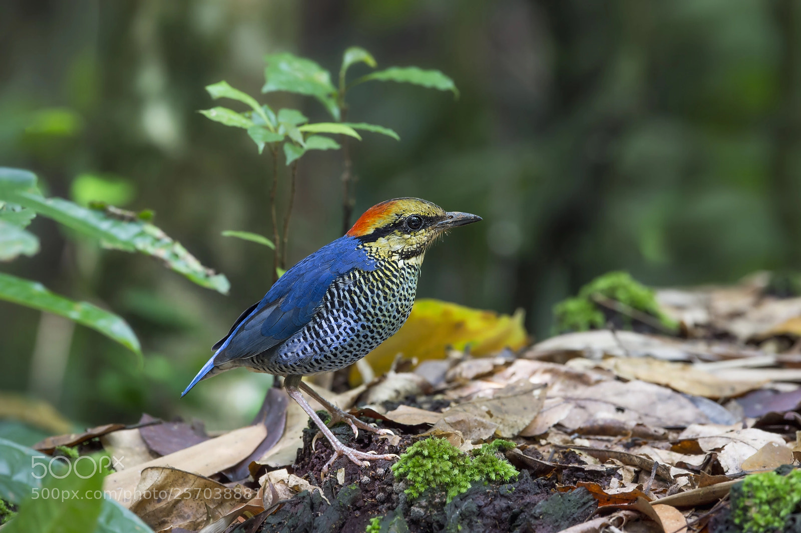 Nikon D4 sample photo. Blue pitta (m) photography