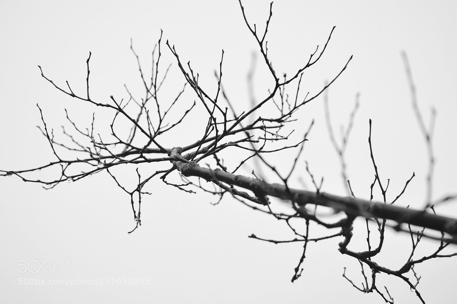 Nikon D90 sample photo. The winter photography