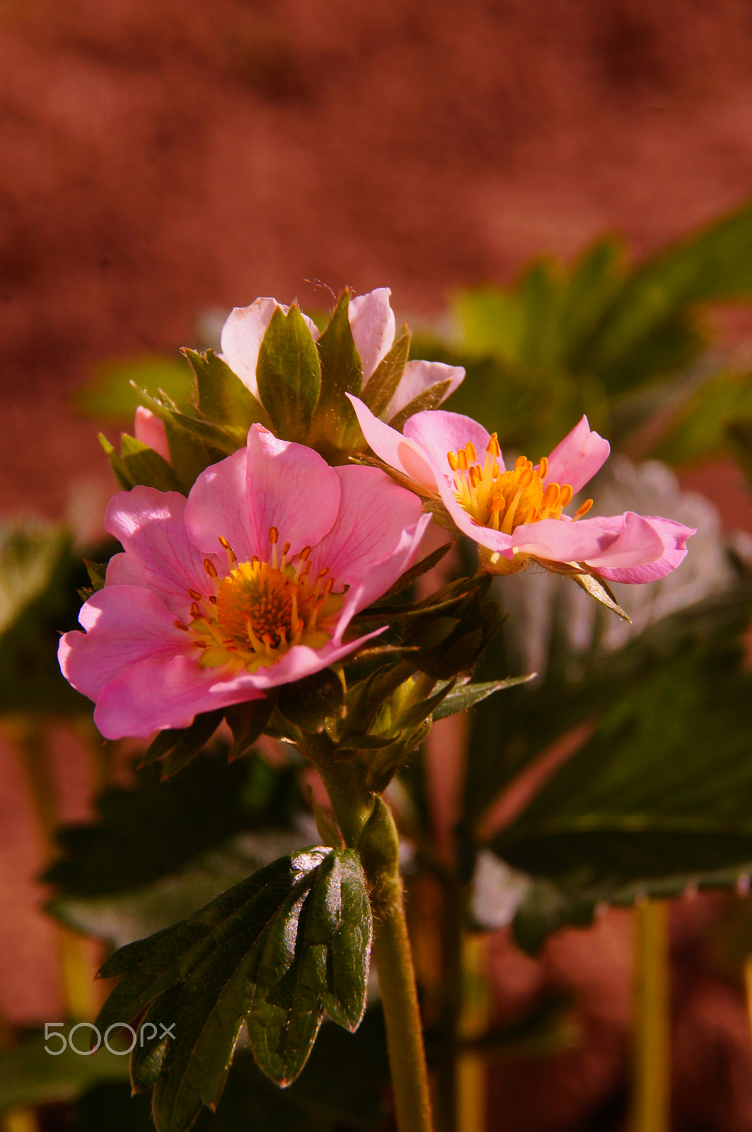 Sony DT 18-200mm F3.5-6.3 sample photo. Blossoms photography