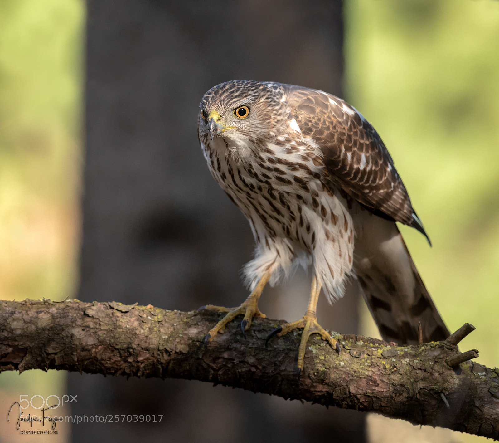 Nikon D750 sample photo. Cooper's hawk photography