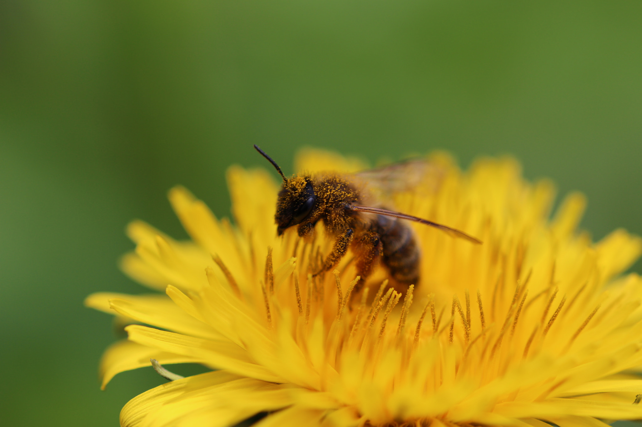 Sigma 105mm F2.8 EX DG OS HSM sample photo. Img photography