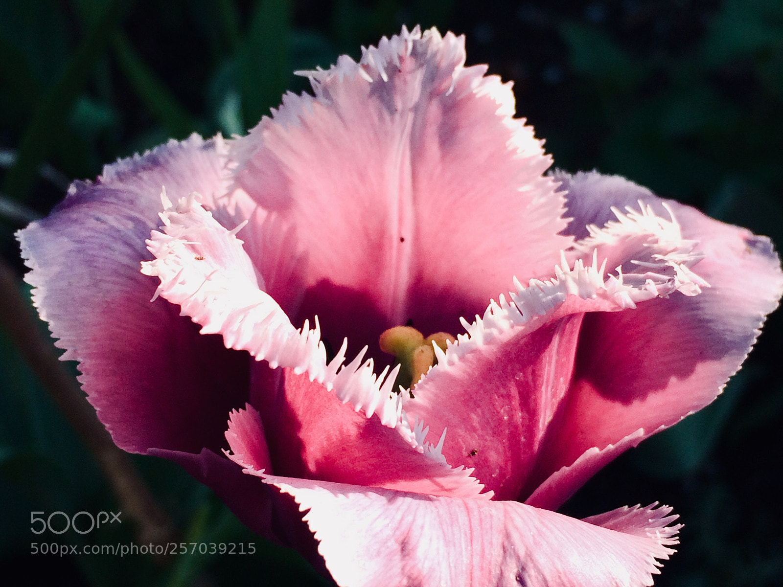 Apple iPhone 5s sample photo. Tulip garden  photography
