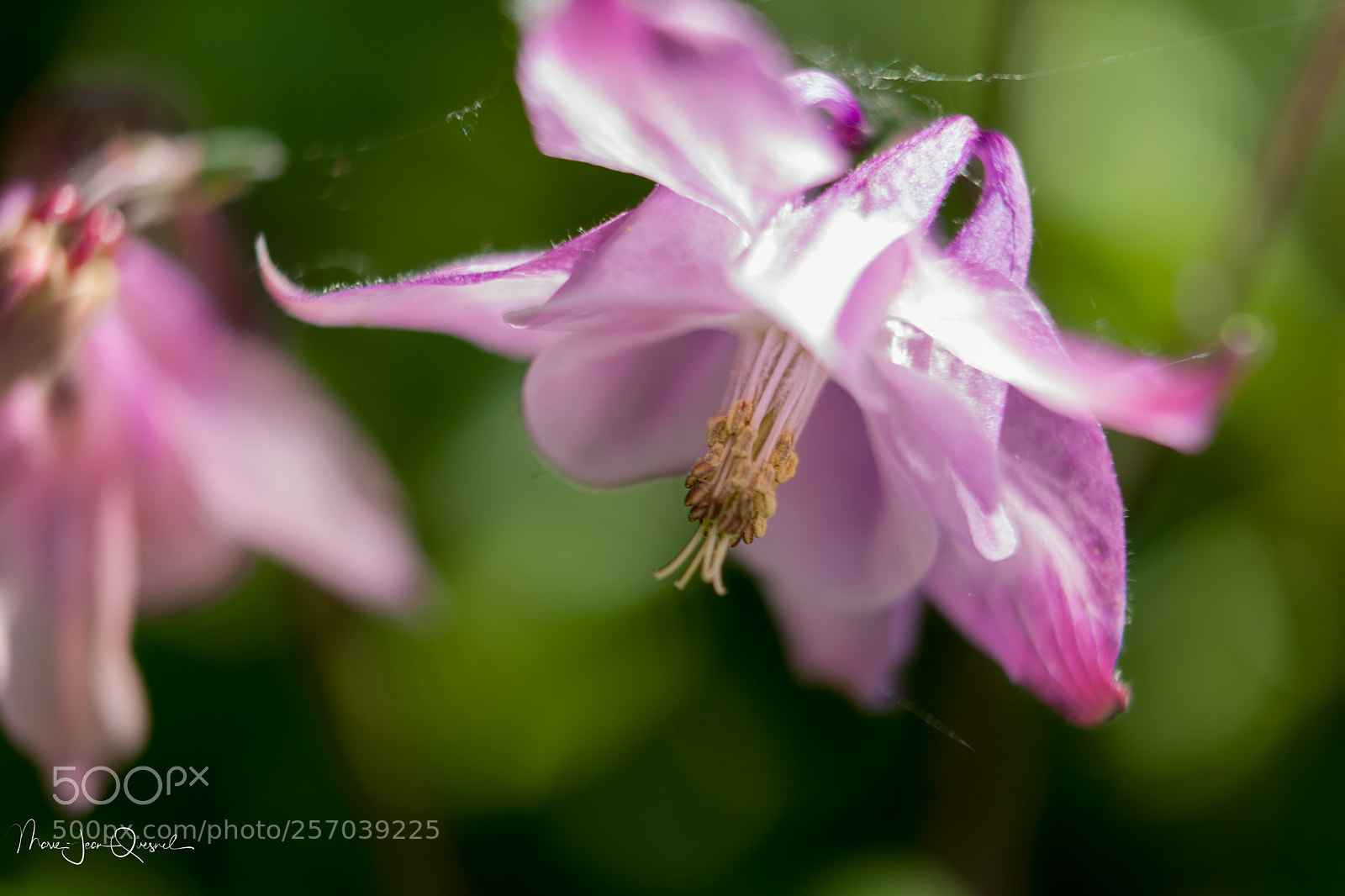 Canon EOS 5D Mark II sample photo. Ancolies, enfin écloses... photography
