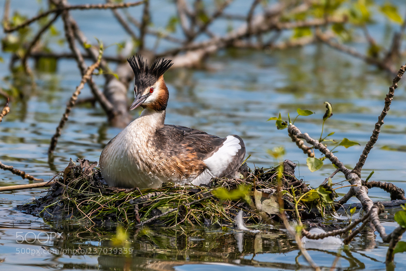 Nikon D500 sample photo. Great crested grebe photography