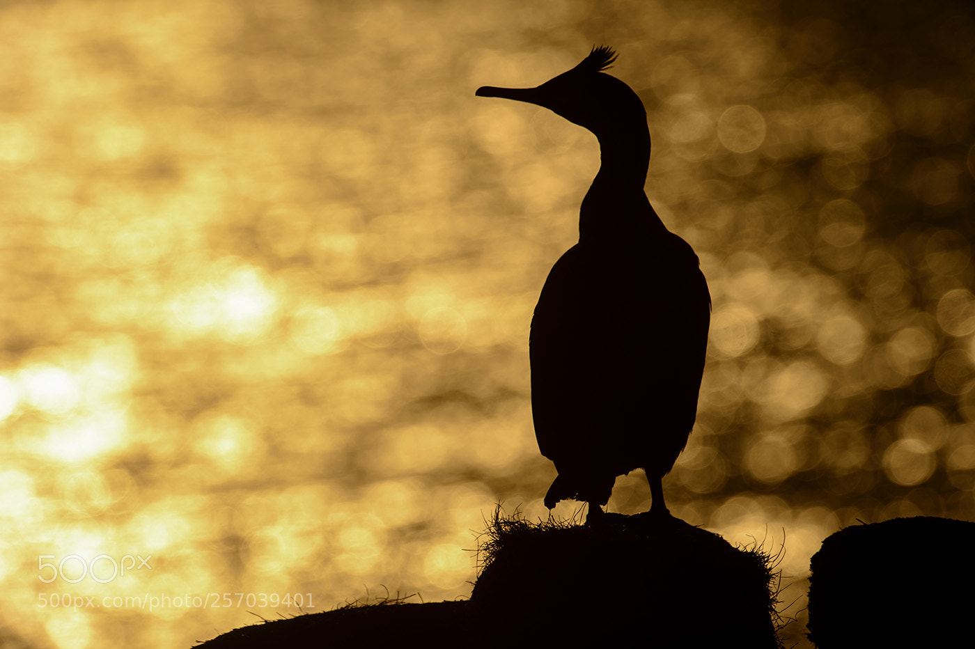 Nikon D4 sample photo. Common shag in silhuette photography