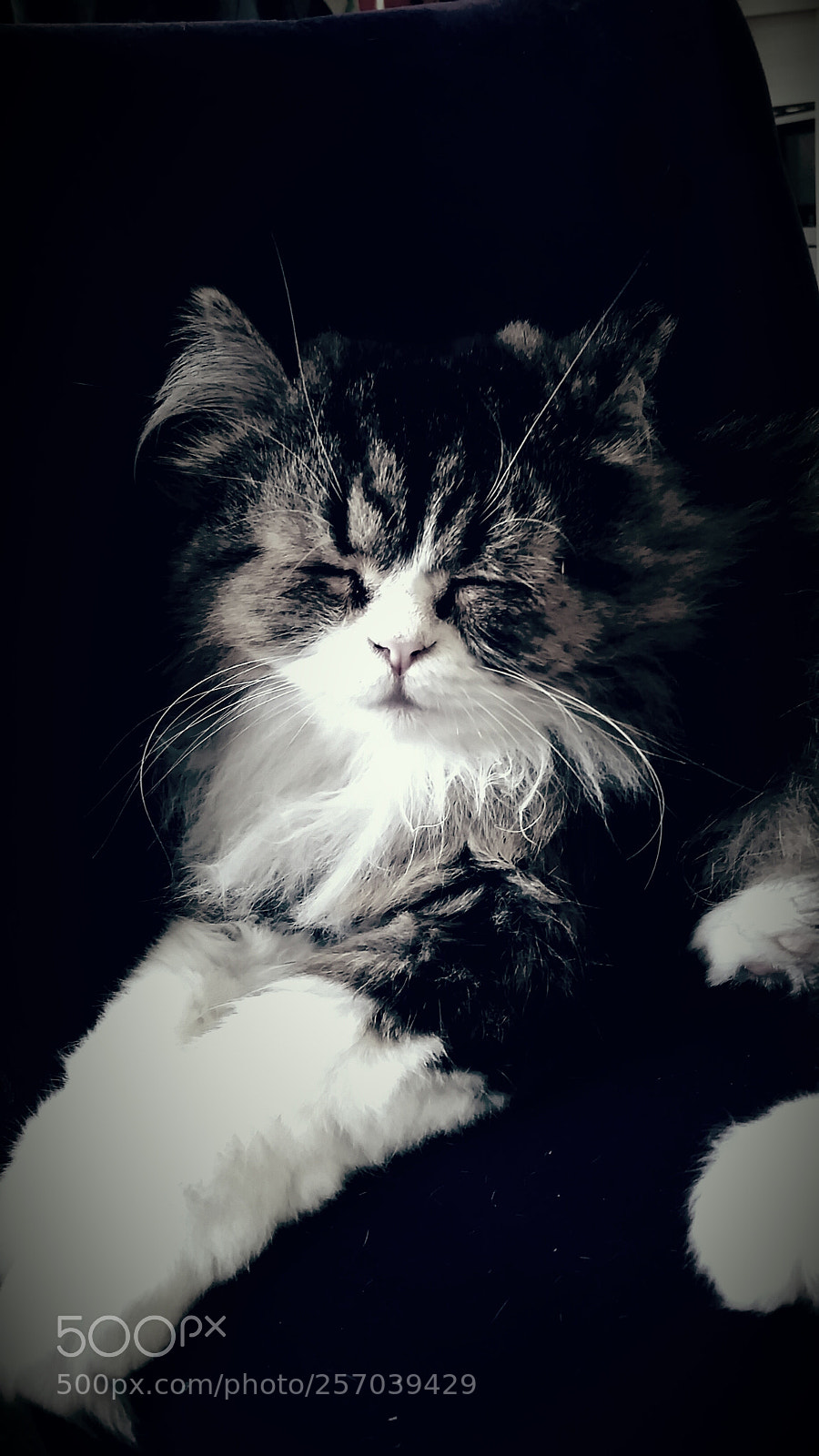 Samsung Galaxy S5 sample photo. Untitled photography