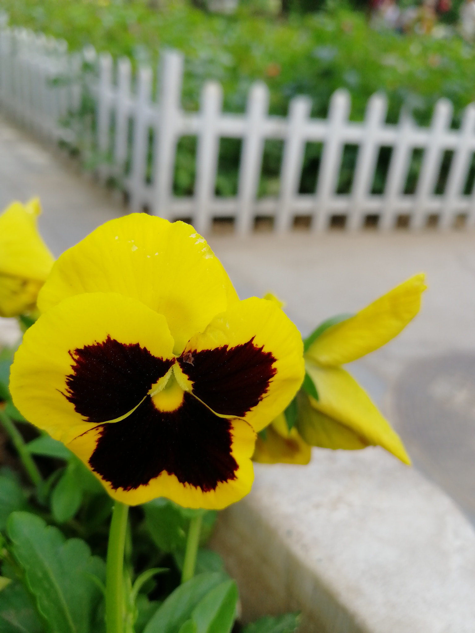 HUAWEI Honor 9 sample photo