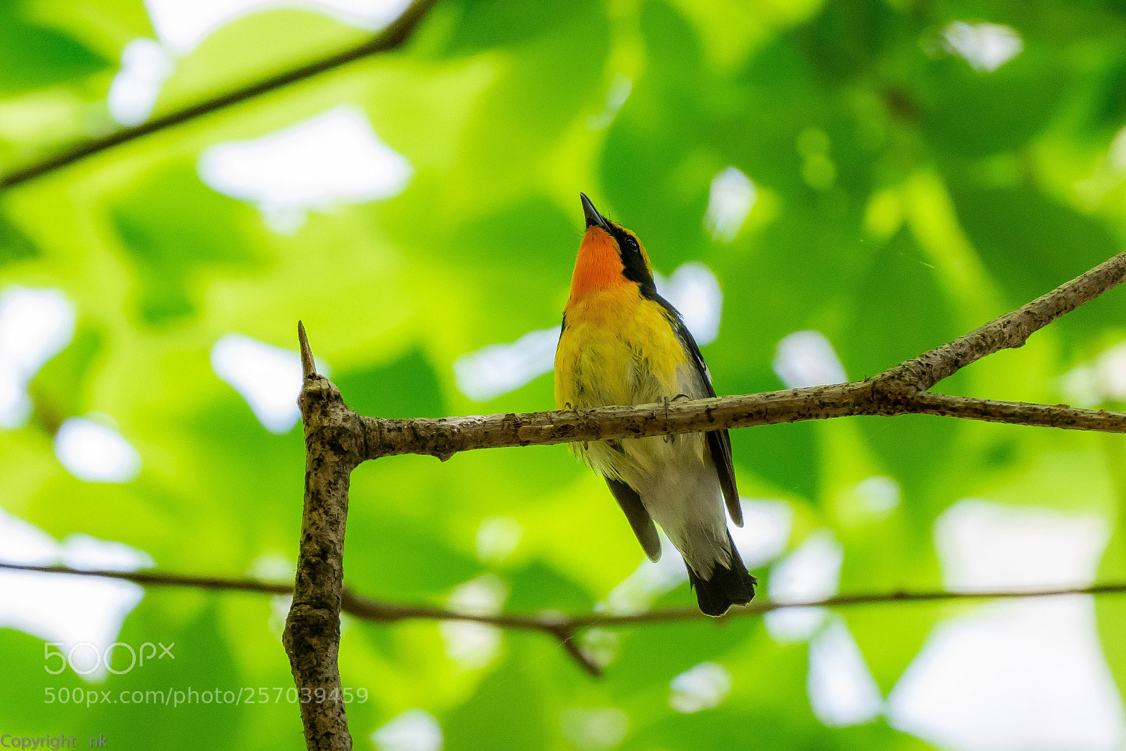Sony a7R III sample photo. Narcissus flycatcher photography
