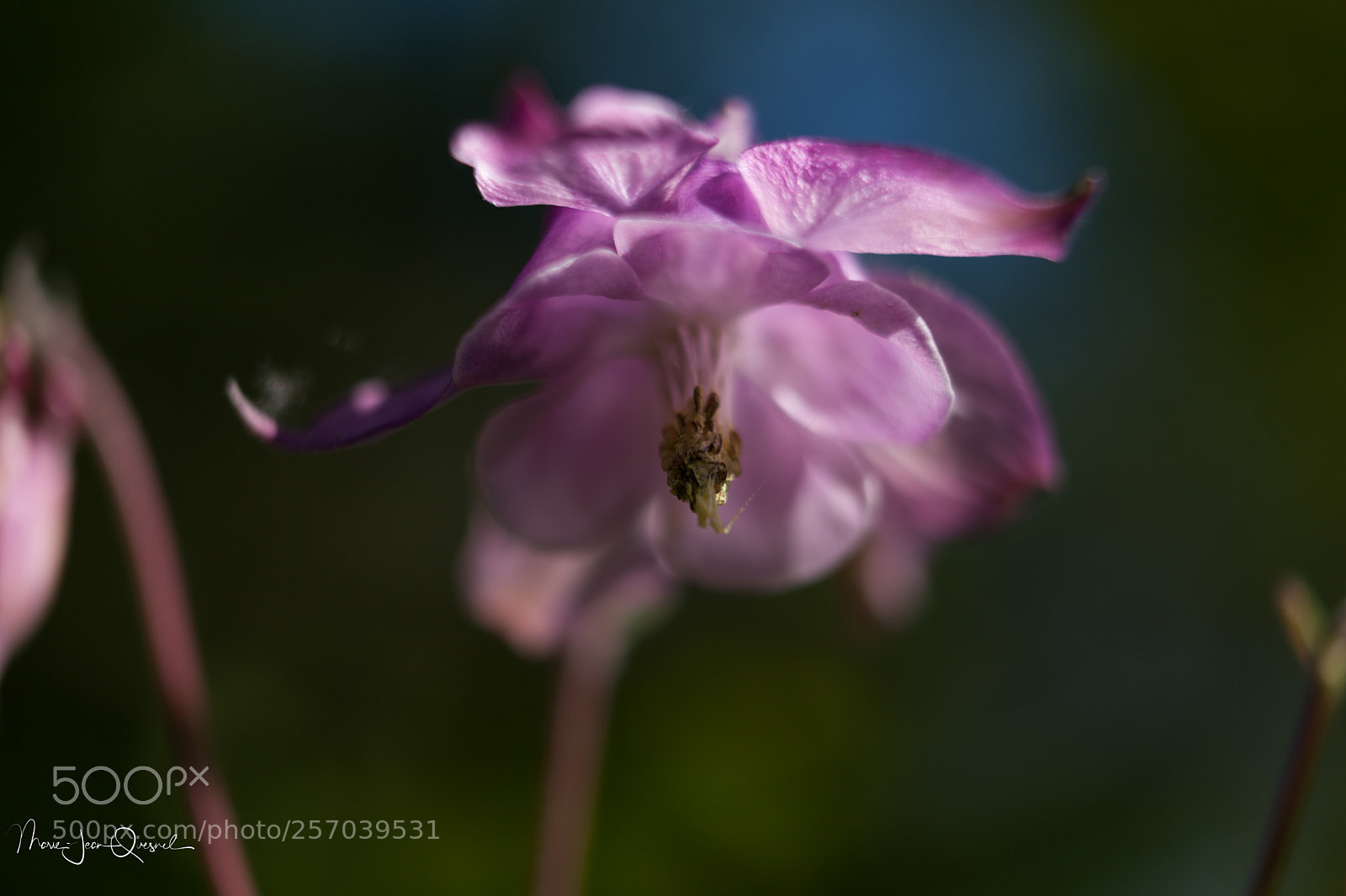 Canon EOS 5D Mark II sample photo. Transparence ros e, comme photography