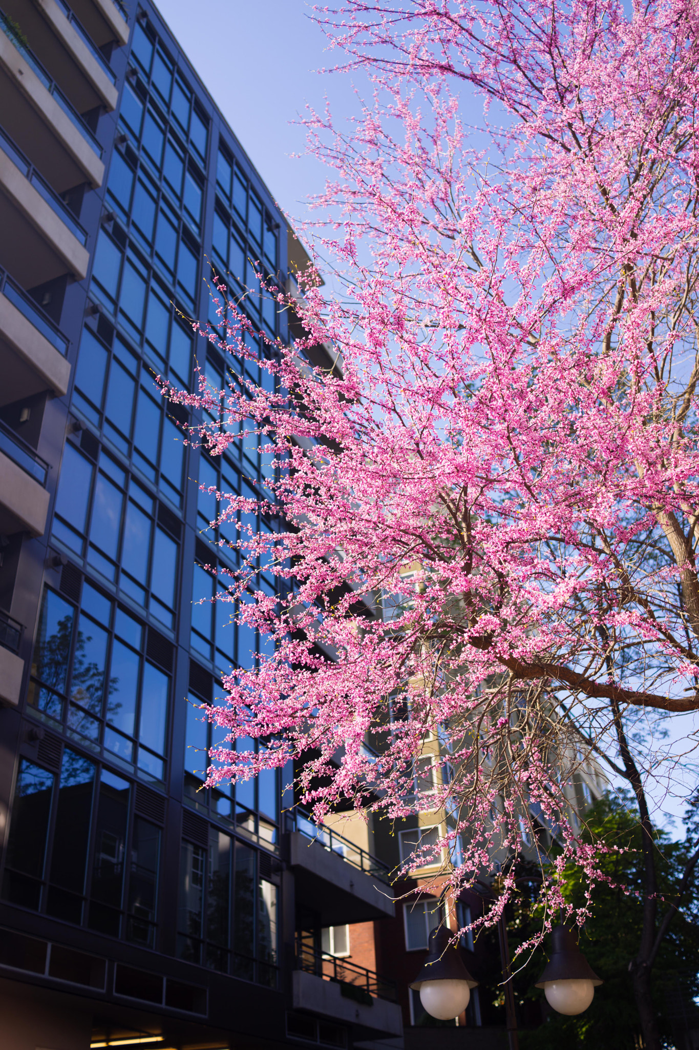 Sony Cyber-shot DSC-RX1 sample photo. Sakura photography