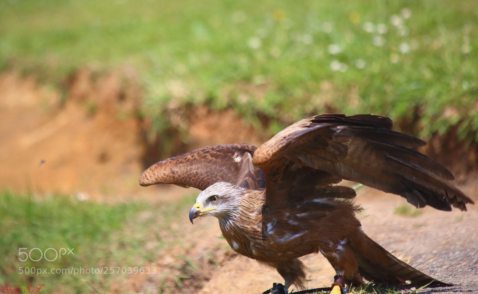 Canon EOS 6D sample photo. Untitled photography