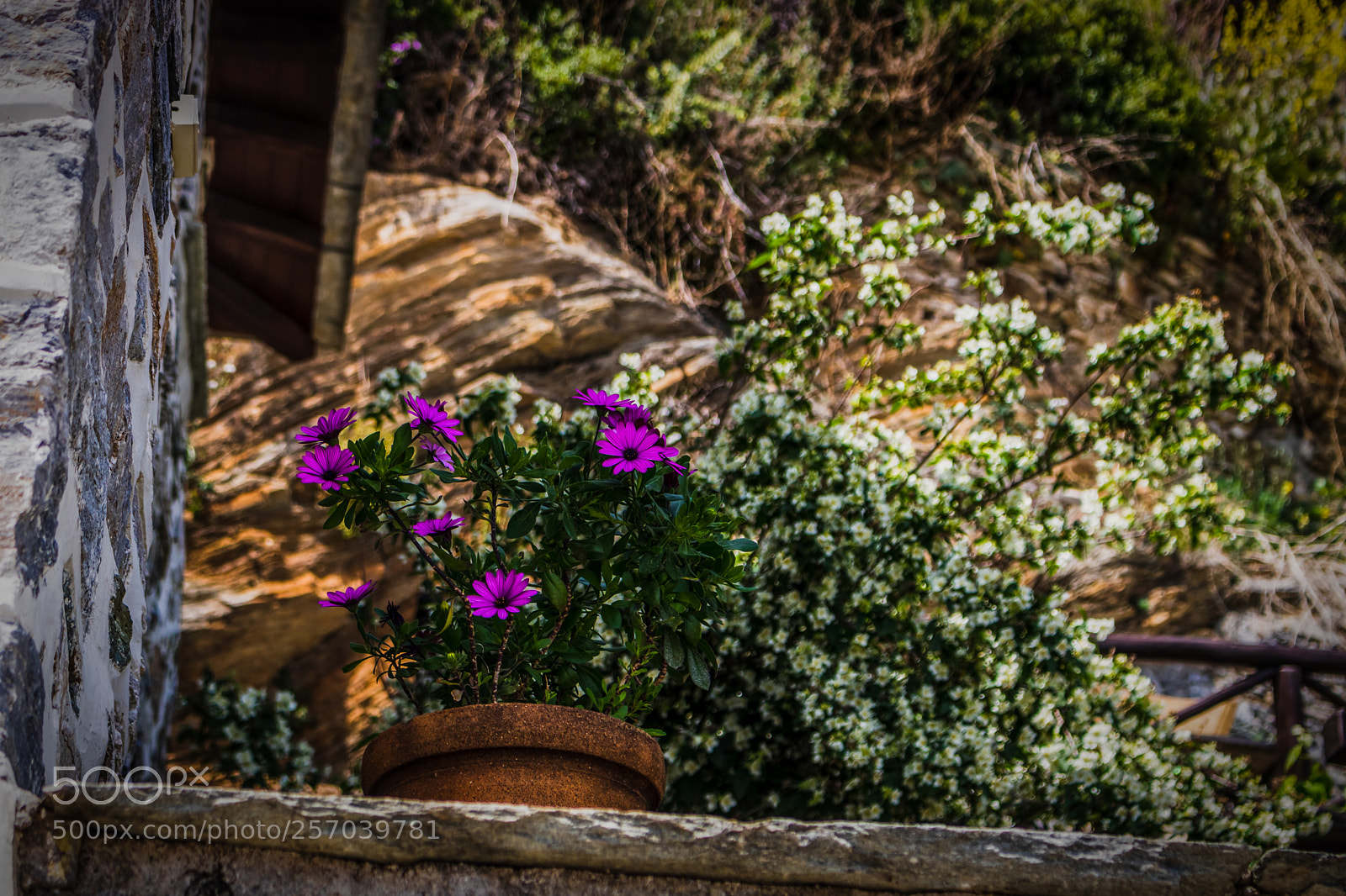Canon EOS 750D (EOS Rebel T6i / EOS Kiss X8i) sample photo. Flower pot photography